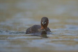 Little grebe (Tachybaptus ruficollis) adult bird on a lake, England, United Kingdom, Europe