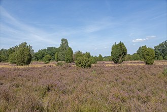 Heather blossom, juniper (Juniperus communis), near Wilsede, Bispingen, Lüneburg Heath, Lower