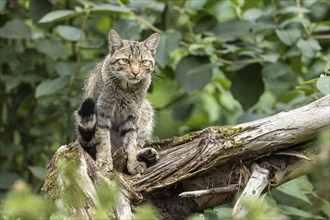 A wildcat sits on a tree trunk in the forest, surrounded by dense foliage, Wildcat (Felis