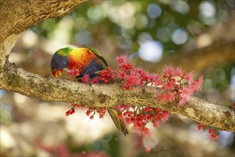 Rainbow lorikeet eating flowers of a sub-tropical rainforest tree Syzygium moorei or Coolamon tree