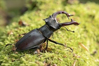 Stag beetle (Lucanus cervus), horned beetle, fire beetle, male with large mandibles, upper jaw,