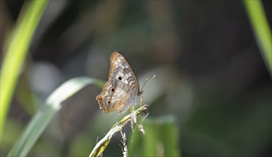 Anartia jatrophae, white butterfly sitting on a blade of grass, Carara National Park, Tarcoles,