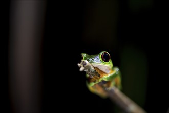 Red-eyed tree frog (Agalychnis callidryas), sitting on a branch, at night in the tropical