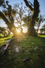 Centuries-old til trees in fantastic magical idyllic Fanal Laurisilva forest on sunset. Madeira