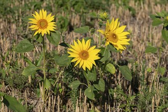 Sunflowers in a field, Germany, Europe