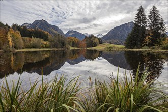 Moor, moor pond, water reflection, behind Allgäu Alps, Oberstdorf, Oberallgäu, Allgäu, Bavaria,