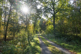 Forest path in autumn, trees with colourful leaves in backlight with sun star, Lower Saxony,