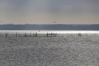 Usedom, on the Achterwasser, September, Mecklenburg-Western Pomerania, Germany, Europe