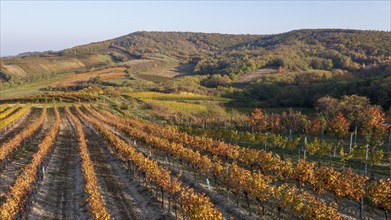 Aerial view, Autumn landscape with vineyards, Pulkautal, Weinviertel, Lower Austria, Austria,