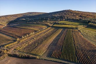 Aerial view, Autumn landscape with vineyards, Pulkautal, Weinviertel, Lower Austria, Austria,