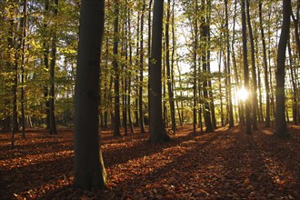 Landscape, Forest, Deciduous tree, Autumn, Atmospheric, Sun, Shadow, The light of the setting sun