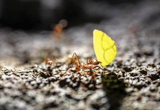 Leafcutter ant (Atta cephalotes) carrying a piece of leaf, at night in the tropical rainforest,