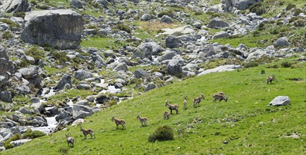 A group of goats grazing on a green meadow in a rocky mountain landscape, Gredos ibex (Capra