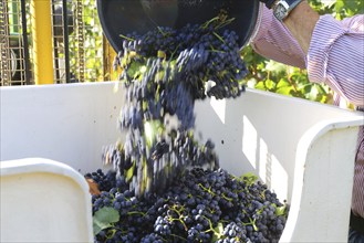 Grape grape harvest: Hand-picking Pinot Noir grapes in a vineyard in the Palatinate