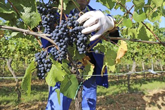 Grape grape harvest: Hand-picking Pinot Noir grapes in a vineyard in the Palatinate