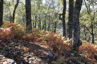 Autumn woodland Sierra de Tormantos mountains, near Cuacos de Yuste, La Vera, Extremadura, Spain,