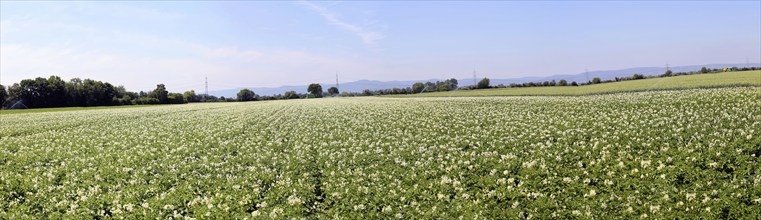 Flowering potato field near Mutterstadt, Rhineland-Palatinate