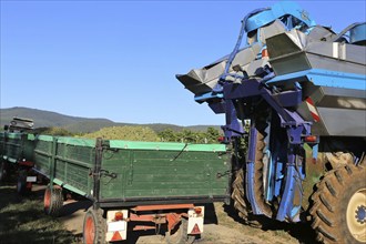 Grape grape harvest with full harvester in the district of Bad Dürkheim, Rhineland-Palatinate