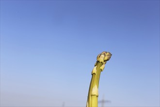 Green asparagus in the field against a blue sky