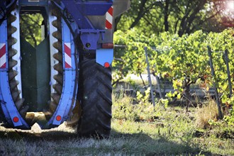 Grape grape harvest with full harvester in the district of Bad Dürkheim, Rhineland-Palatinate