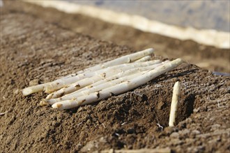 Agriculture asparagus harvest in a field near Mutterstadt, Rhineland-Palatinate