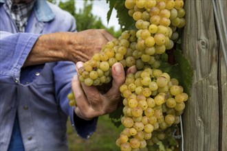 Hand-picking of Chardonnay grapes in the Palatinate (Norbert Groß winery, Meckenheim)