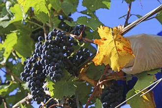 Grape grape harvest: Hand-picking Pinot Noir grapes in the Palatinate