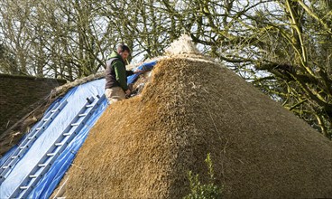 Thatcher working on roof of house, Alton Priors, Wiltshire, England, UK