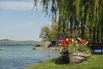 Lake shore, Mittelzell, Reichenau Island, Lake Constance, Baden-Württemberg, Germany, Lake