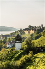 Lake Constance and vineyards, Meersburg, Lake Constance, Baden-Württemberg, Germany, Europe