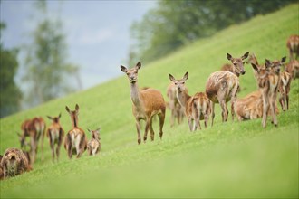 Red deer (Cervus elaphus) mother with her fawn standing on a meadow in the mountains in tirol,