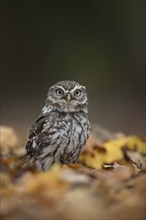 Little owl (Athene noctua) adult bird on fallen leaves in a woodland in the autumn, England, United