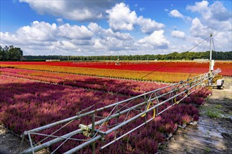 Automatic irrigation on an outdoor area of a horticultural business, autumn plants, heather plants,