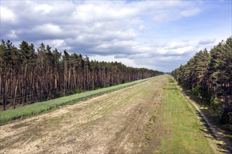 A path in the forest shows the route of the EUGAL pipeline. Hydrogen could be transported via the