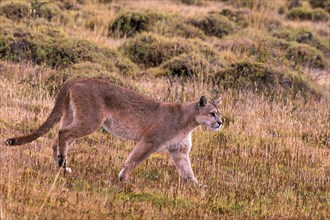 Cougar (Felis concolor patagonica) wbl. Torres del Paine NP, Chile, Torres del Paine NP, South