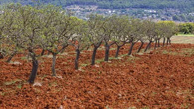 Row of almond trees on ploughed field, Pla der Corona, Ibiza, Balearic Islands, Mediterranean Sea,