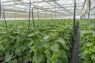 Cultivation of mini cucumbers, snack cucumbers, in a greenhouse, near Straelen, North