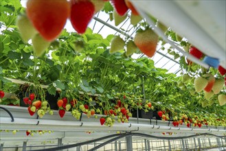 Strawberry cultivation in a greenhouse, strawberry plants with berries at different stages of