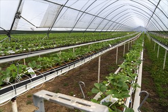 Strawberry cultivation in a greenhouse, young strawberry plants grow up, are individually watered