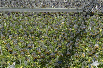 Horticultural business, greenhouse, various types of potted plants are grown here to be sold in