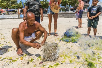 Indonesian fisherman with a puffer fish (Tetradontidae) on the beach, fish, man, food, food, local,