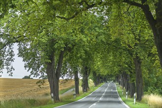 Chestnut avenue (Castanea) on a country road, Mecklenburg-Western Pomerania, Germany, Europe