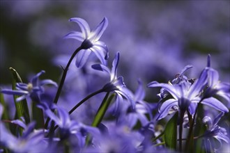 Charming Scilla, March, Germany, Europe