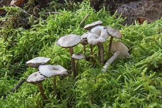 Several long-stemmed scented funnels (Clytocybe fragans) on mossy ground, Baden-Württemberg,