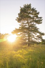 A tree in a meadow in the morning light, surrounded by nature and fresh greenery, Gechingen, Black