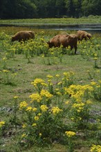 Cattle graze on field with common ragwort (Jacobaea vulgaris), highly toxic plant in a meadow in