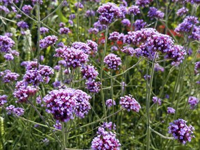 Purpletop vervain, purpletop vervain (Verbena bonariensis)