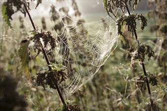 Spider web, threads, construction, nature, beauty, close-up of a spider web. Spun between two