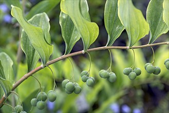 Solomon's seal (Polygonatum multiflorum), Botanical Garden, Erlangen, Middle Franconia, Bavaria,