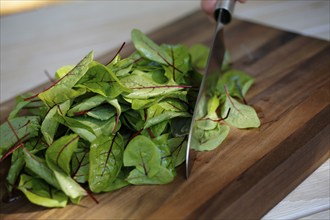 Southern German cuisine, preparation of sorrel soup with char, blood sorrel (Rumex sanguineus),